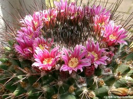Mammillaria melanocentra 
